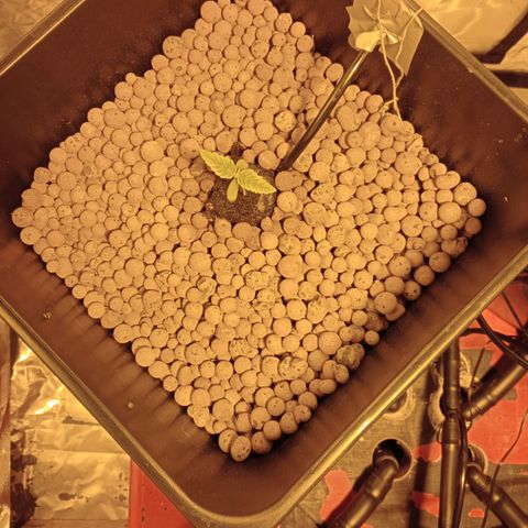 C - 🦍glue #4 growlog timeline photo