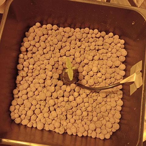 C - 🦍glue #4 growlog timeline photo