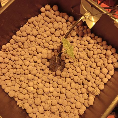 A - 🦍glue #4 growlog timeline photo