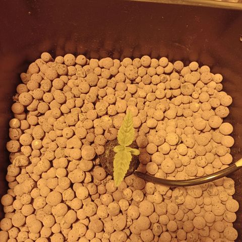 B - 🦍glue #4 growlog timeline photo