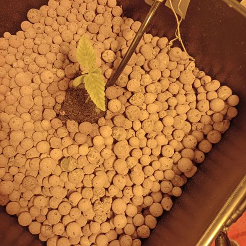 D - 🦍glue #4 growlog timeline photo