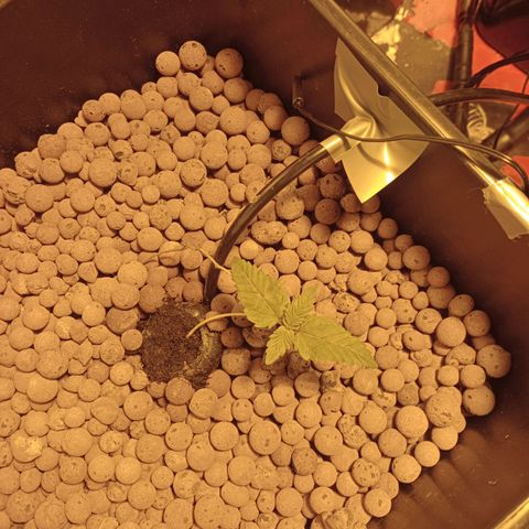 A - 🦍glue #4 growlog timeline photo