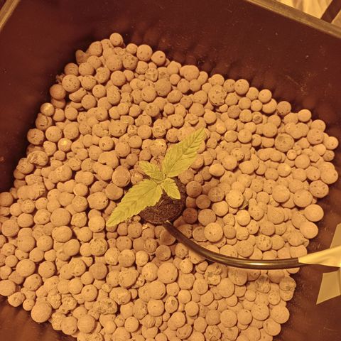 B - 🦍glue #4 growlog timeline photo