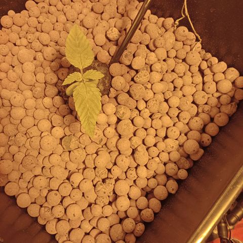 D - 🦍glue #4 growlog timeline photo