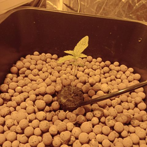 B - 🦍glue #4 growlog timeline photo