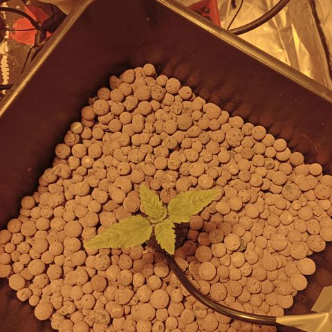 B - 🦍glue #4 growlog timeline photo