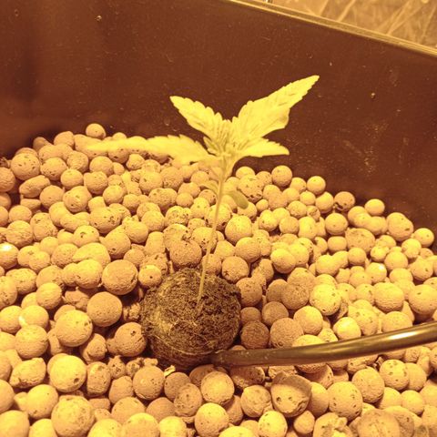 B - 🦍glue #4 growlog timeline photo