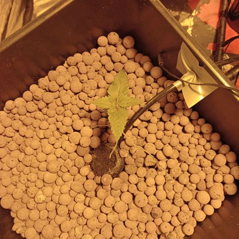 A - 🦍glue #4 growlog timeline photo