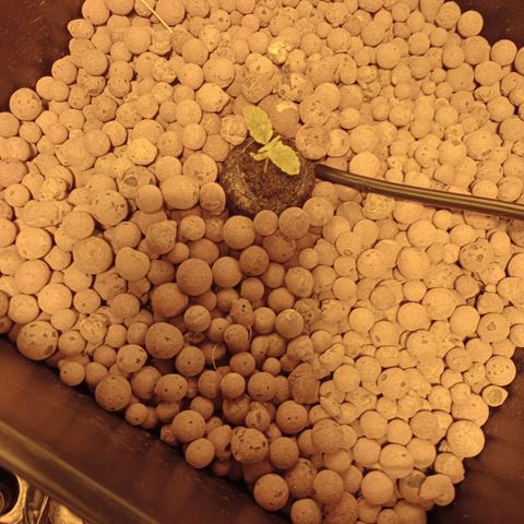 C - 🦍glue #4 growlog timeline photo