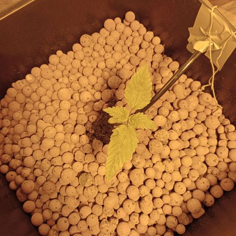 D - 🦍glue #4 growlog timeline photo
