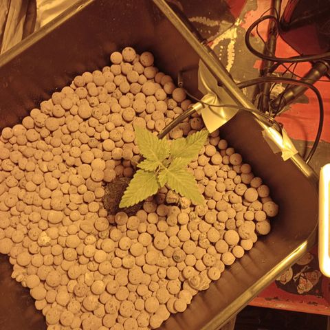 A - 🦍glue #4 growlog timeline photo