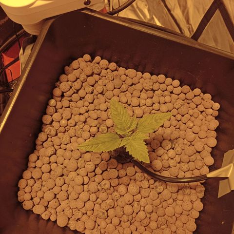 B - 🦍glue #4 growlog timeline photo