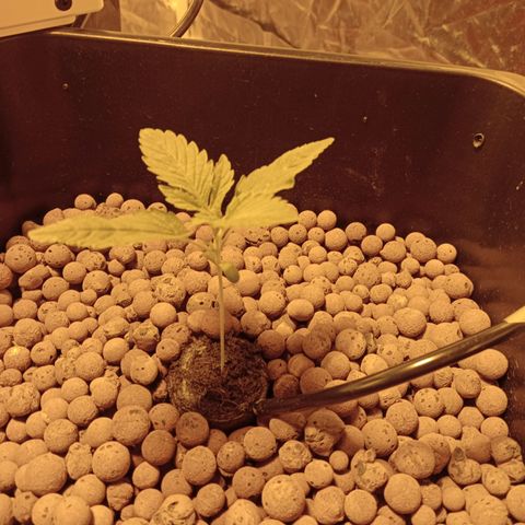 B - 🦍glue #4 growlog timeline photo
