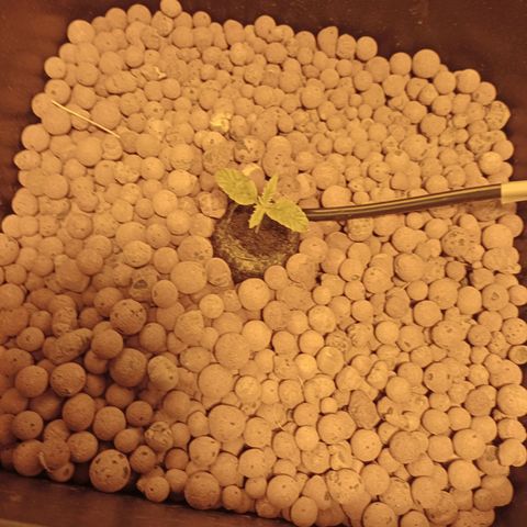 C - 🦍glue #4 growlog timeline photo