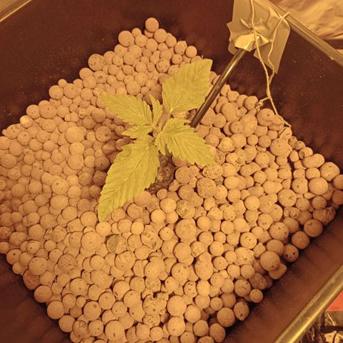 D - 🦍glue #4 growlog timeline photo