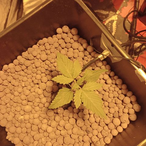 A - 🦍glue #4 growlog timeline photo