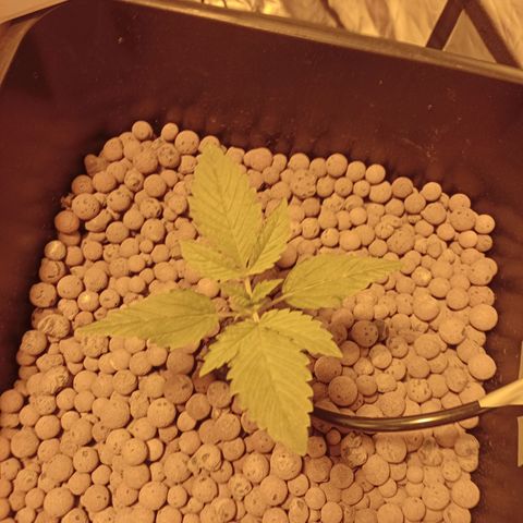 B - 🦍glue #4 growlog timeline photo