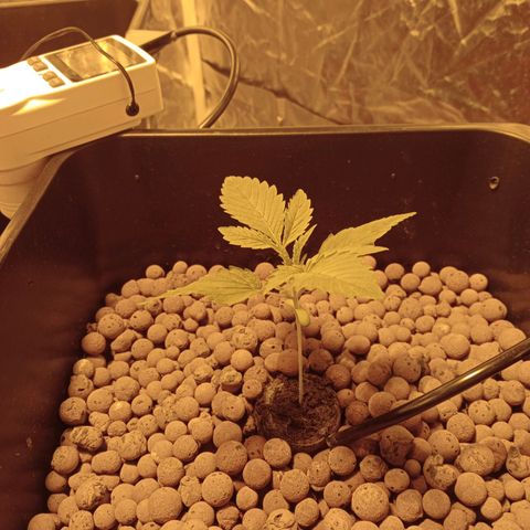 B - 🦍glue #4 growlog timeline photo