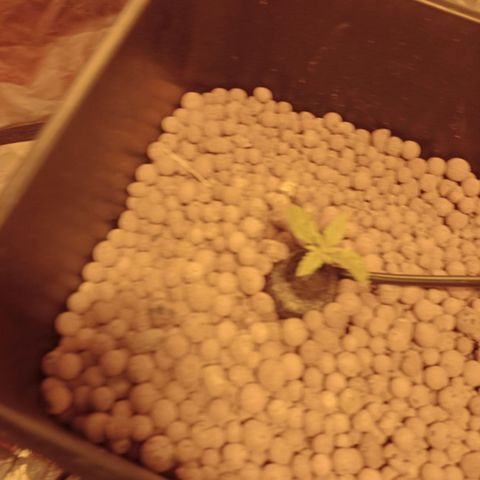 C - 🦍glue #4 growlog timeline photo
