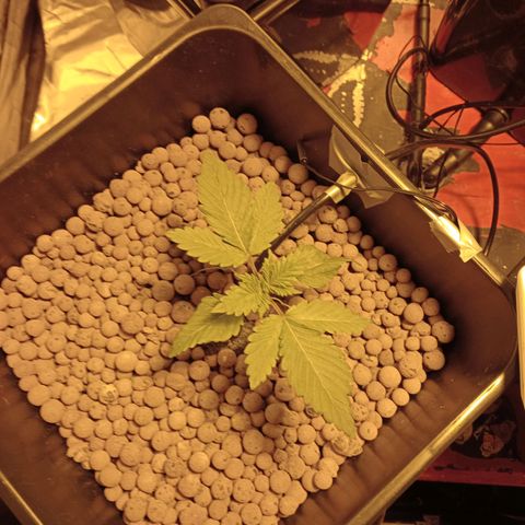A - 🦍glue #4 growlog timeline photo