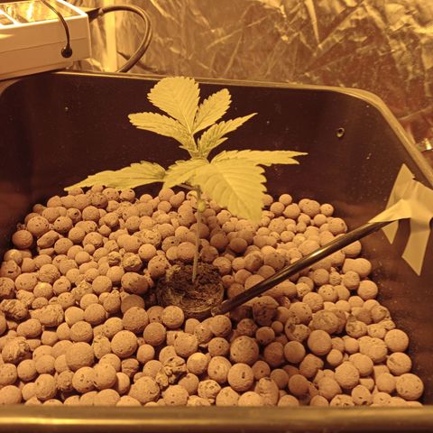 B - 🦍glue #4 growlog timeline photo