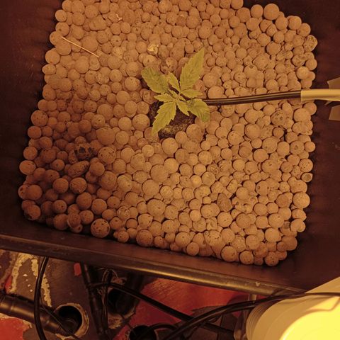 C - 🦍glue #4 growlog timeline photo