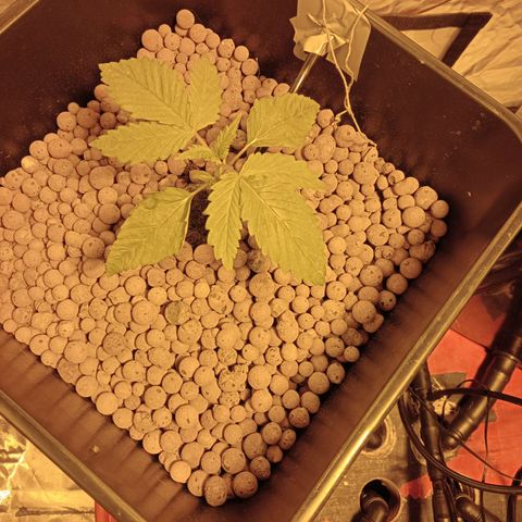 D - 🦍glue #4 growlog timeline photo