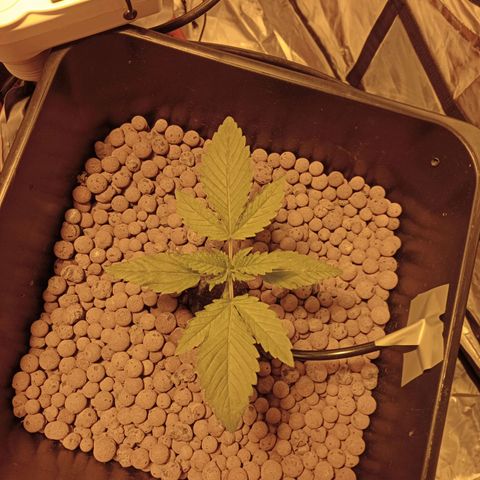 B - 🦍glue #4 growlog timeline photo