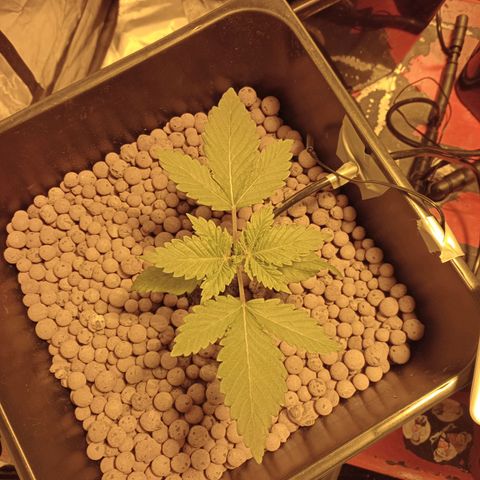 A - 🦍glue #4 growlog timeline photo