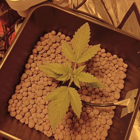 B - 🦍glue #4 growlog timeline photo