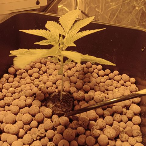 B - 🦍glue #4 growlog timeline photo