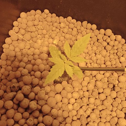 C - 🦍glue #4 growlog timeline photo