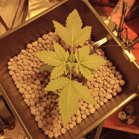 A - 🦍glue #4 growlog timeline photo