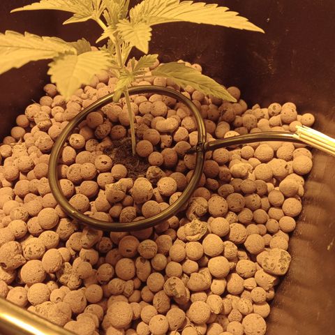 B - 🦍glue #4 growlog timeline photo