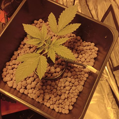B - 🦍glue #4 growlog timeline photo