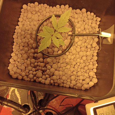 C - 🦍glue #4 growlog timeline photo