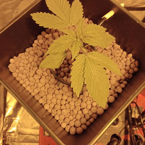 D - 🦍glue #4 growlog timeline photo