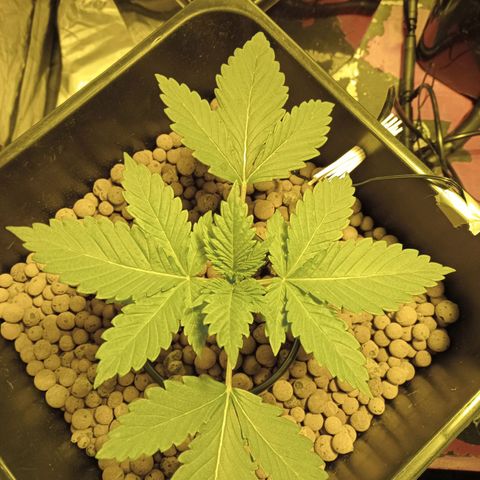 A - 🦍glue #4 growlog timeline photo