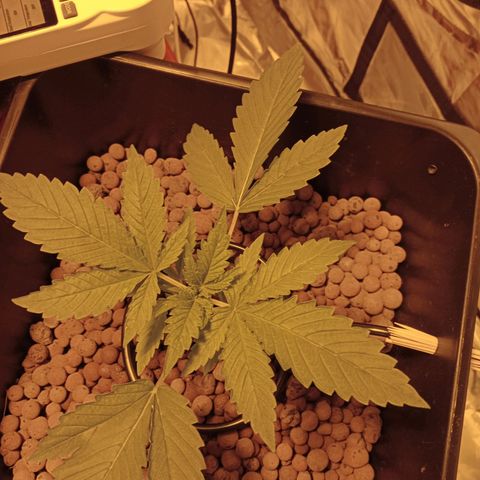 B - 🦍glue #4 growlog timeline photo