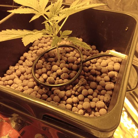 B - 🦍glue #4 growlog timeline photo