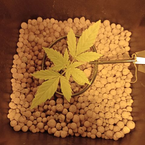 C - 🦍glue #4 growlog timeline photo
