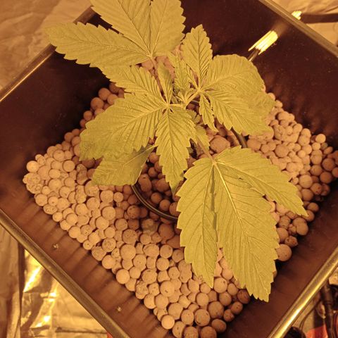 D - 🦍glue #4 growlog timeline photo