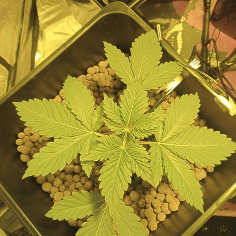 A - 🦍glue #4 growlog timeline photo