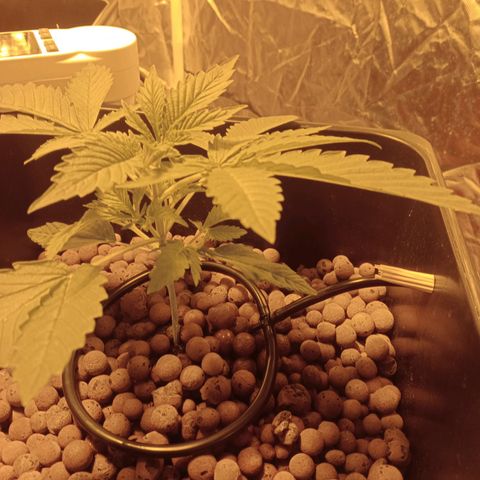 B - 🦍glue #4 growlog timeline photo