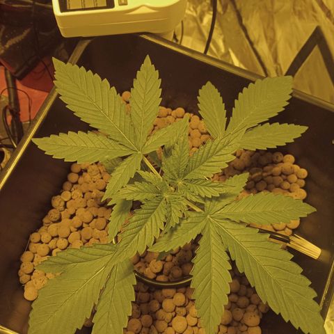 B - 🦍glue #4 growlog timeline photo