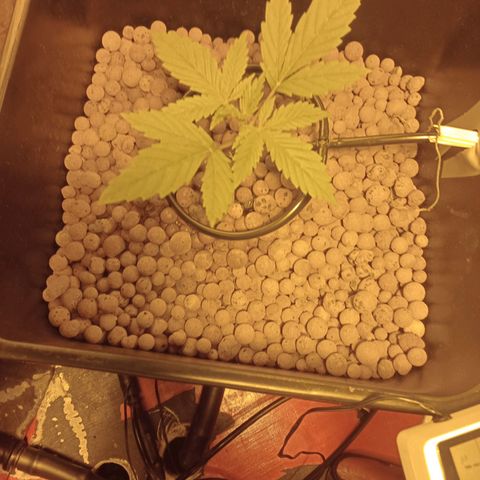 C - 🦍glue #4 growlog timeline photo
