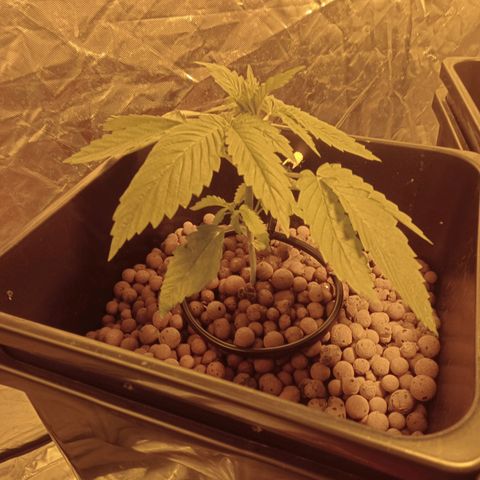 D - 🦍glue #4 growlog timeline photo