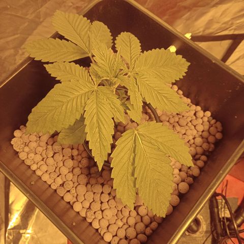 D - 🦍glue #4 growlog timeline photo