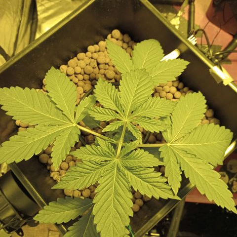 A - 🦍glue #4 growlog timeline photo
