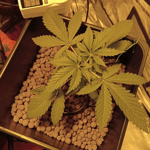 B - 🦍glue #4 growlog timeline photo